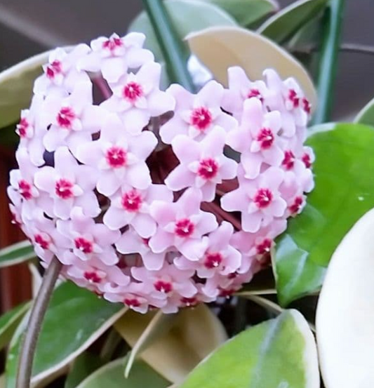 Hoya Carnosa 'Slipper Color' 10 Pieces Seeds