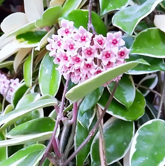 Hoya Carnosa 'Slipper Color' 10 Pieces Seeds