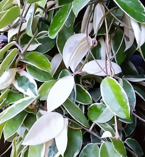 Hoya Carnosa 'Slipper Color' 10 Pieces Seeds