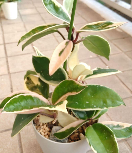 Hoya Carnosa 'Slipper Color' 10 Pieces Seeds