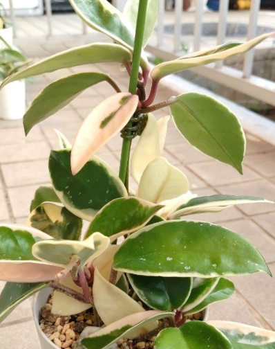 Hoya Carnosa 'Slipper Color' 10 Pieces Seeds