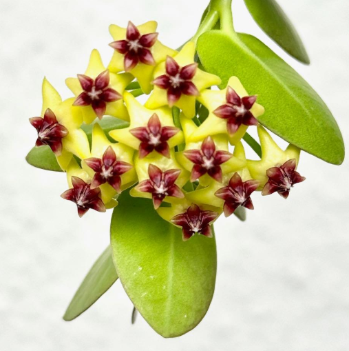 Hoya cumingiana 10 Pieces Seeds
