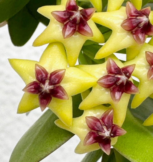 Hoya cumingiana 10 Pieces Seeds