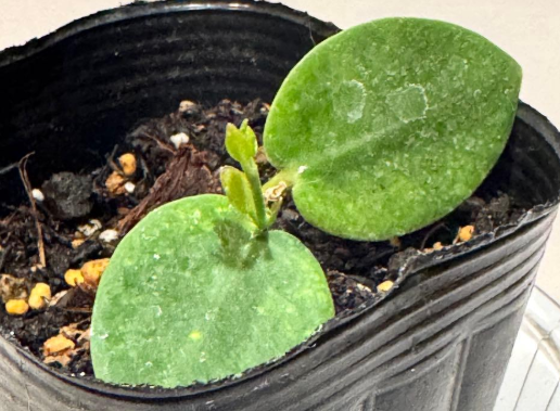 Hoya cumingiana 10 Pieces Seeds