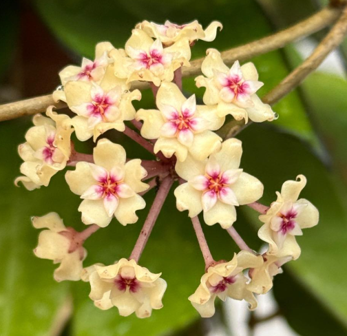 Hoya parasitica black edge 10 Pieces Seeds