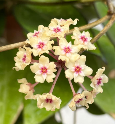 Hoya parasitica black edge 10 Pieces Seeds