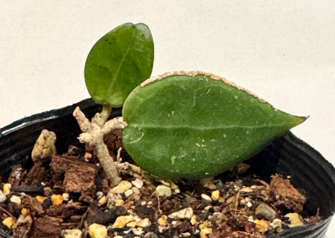 Hoya parasitica black edge 10 Pieces Seeds