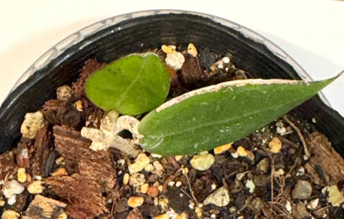 Hoya parasitica black edge 10 Pieces Seeds