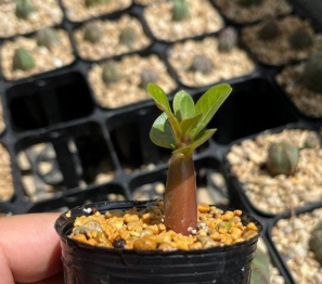 Adenium arabicum Super Red 6 Pieces Seeds