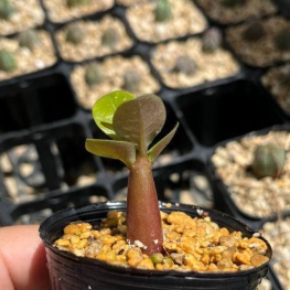 Adenium arabicum Super Red 6 Pieces Seeds