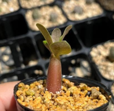 Adenium arabicum Super Red 6 Pieces Seeds