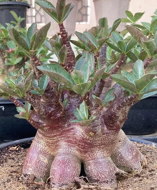 Adenium arabicum Super Red 6 Pieces Seeds