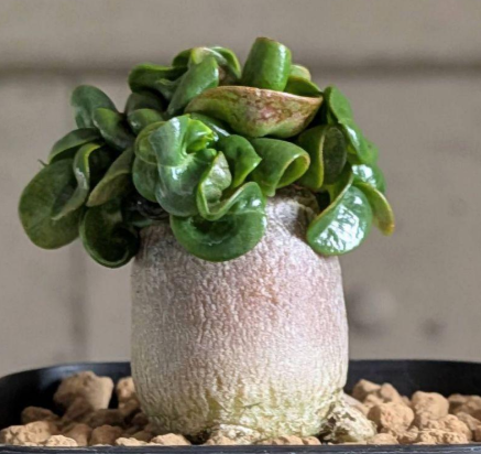 Adenium D.H.A PPL 5 Pieces Seeds