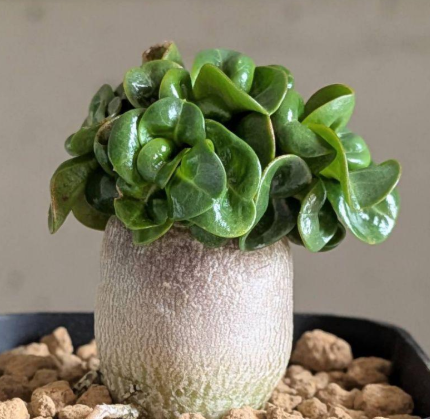 Adenium D.H.A PPL 5 Pieces Seeds