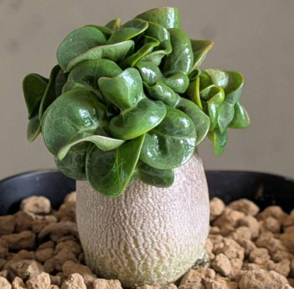 Adenium D.H.A PPL 5 Pieces Seeds