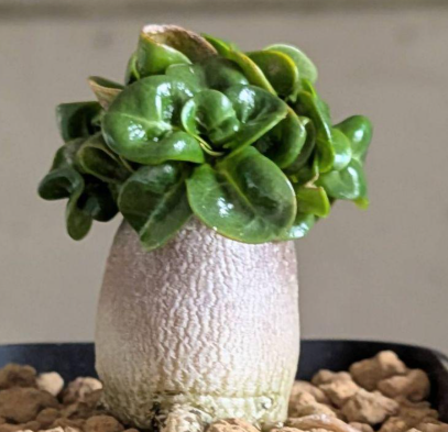 Adenium D.H.A PPL 5 Pieces Seeds