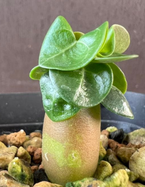 Adenium D.H.A PPL 5 Pieces Seeds