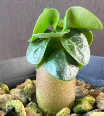 Adenium D.H.A PPL 5 Pieces Seeds