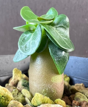 Adenium D.H.A PPL 5 Pieces Seeds