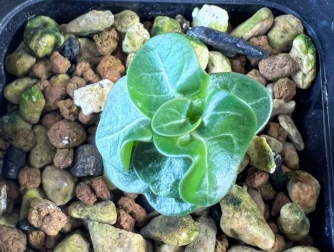 Adenium D.H.A PPL 5 Pieces Seeds