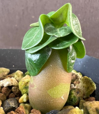 Adenium D.H.A PPL 5 Pieces Seeds