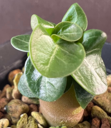 Adenium D.H.A PPL 5 Pieces Seeds