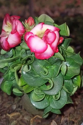 Adenium DHA CDP Spotted Leaf 6 Pieces Seeds