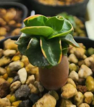 Adenium DHA CDP Spotted Leaf 6 Pieces Seeds