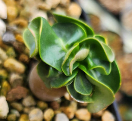 Adenium DHA CDP Spotted Leaf 6 Pieces Seeds