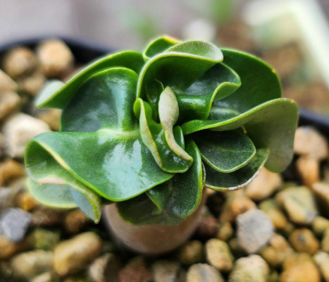 Adenium DHA CDP Spotted Leaf 6 Pieces Seeds