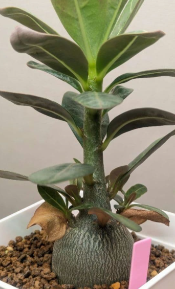 Adenium Arabicum 'Dwarf Rachinee' 6 Pieces Seeds