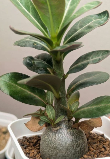Adenium Arabicum 'Dwarf Rachinee' 6 Pieces Seeds