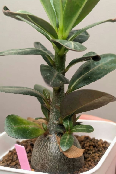 Adenium Arabicum 'Dwarf Rachinee' 6 Pieces Seeds