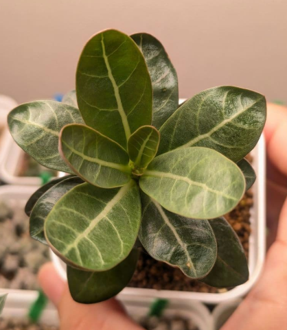 Adenium Arabicum 'Dwarf Rachinee' 6 Pieces Seeds