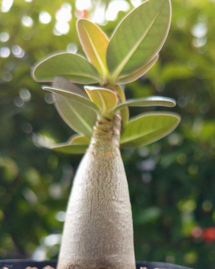 Adenium arabicum 'Alien' 6 Pieces Seeds