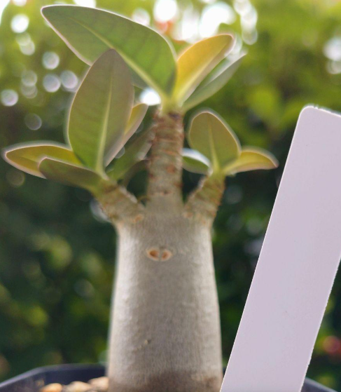 Adenium arabicum 'Alien' 6 Pieces Seeds