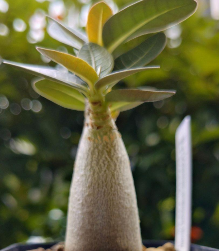 Adenium arabicum 'Alien' 6 Pieces Seeds