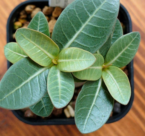 Adenium arabicum 'Alien' 6 Pieces Seeds