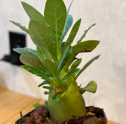 Adenium King Kong 5 Pieces Seeds