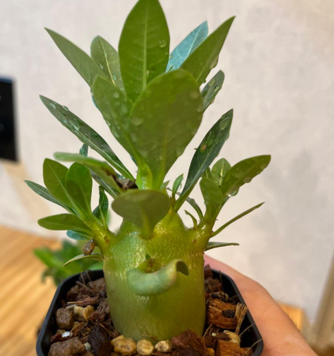 Adenium King Kong 5 Pieces Seeds