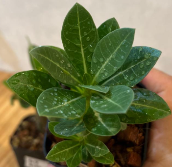 Adenium King Kong 5 Pieces Seeds