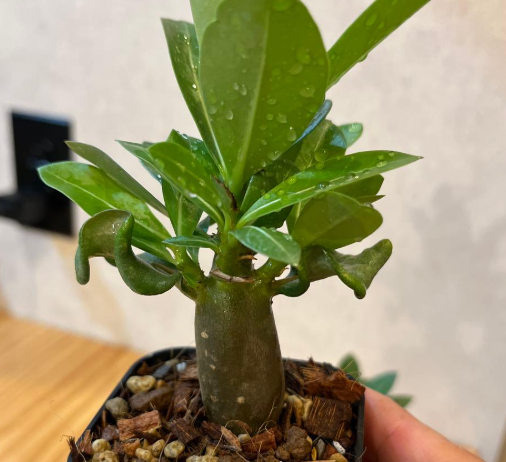 Adenium King Kong 5 Pieces Seeds