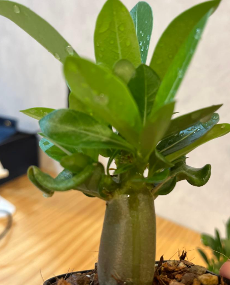 Adenium King Kong 5 Pieces Seeds
