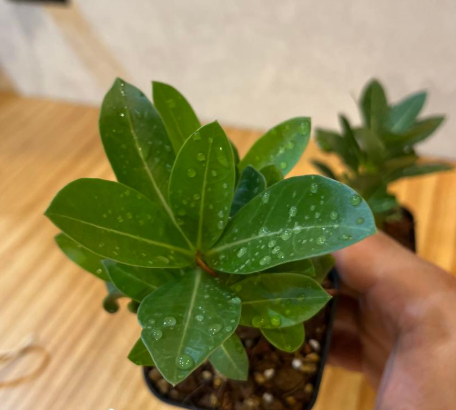 Adenium King Kong 5 Pieces Seeds