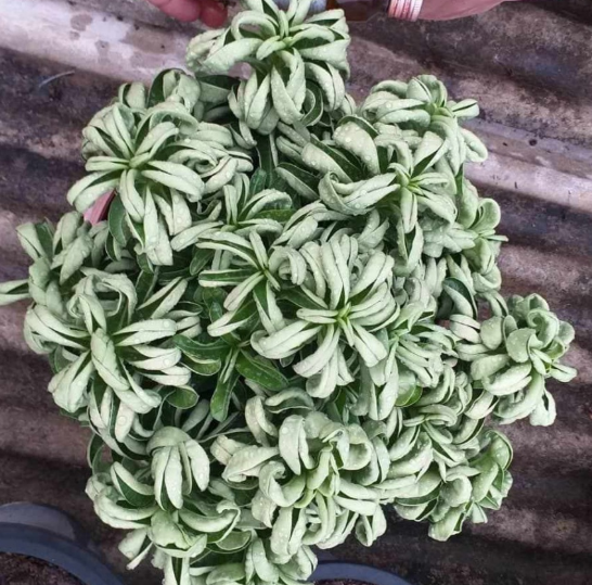 Adenium D.H.A Bung Wang 5 Pieces Seeds