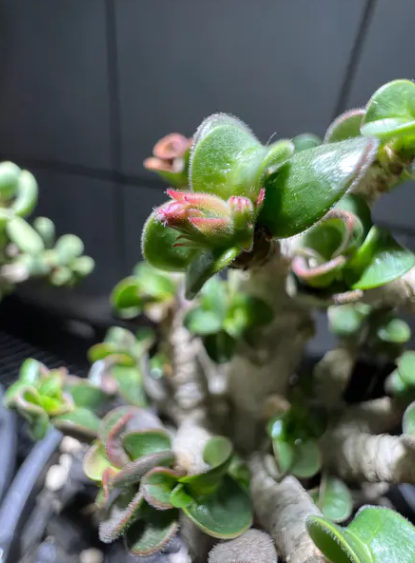 Adenium D.H.A SLP 5 Pieces Seeds