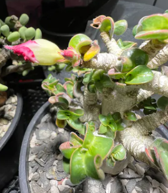 Adenium D.H.A SLP 5 Pieces Seeds
