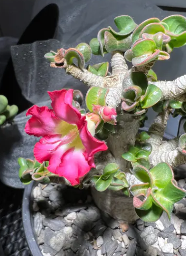 Adenium D.H.A SLP 5 Pieces Seeds
