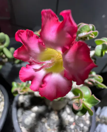 Adenium D.H.A SLP 5 Pieces Seeds