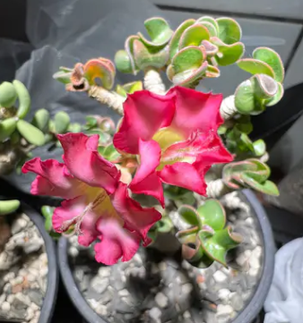 Adenium D.H.A SLP 5 Pieces Seeds
